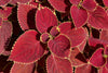 Red Coleus Live plant