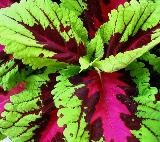 Red Green Coleus Live Plant