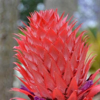 Green Paradise Red Dwarf Pine Apple Plant