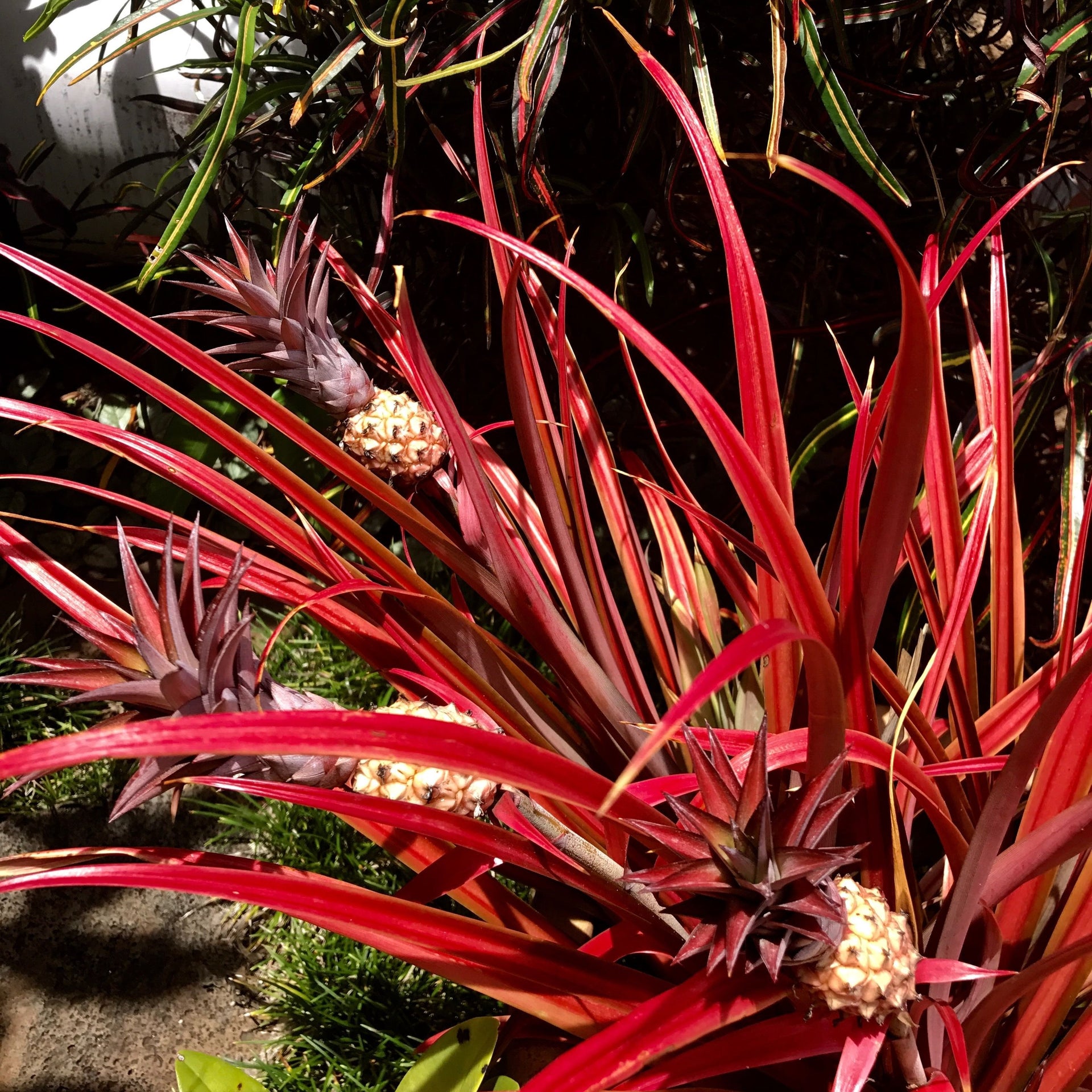 Green Paradise Red Dwarf Pine Apple Plant