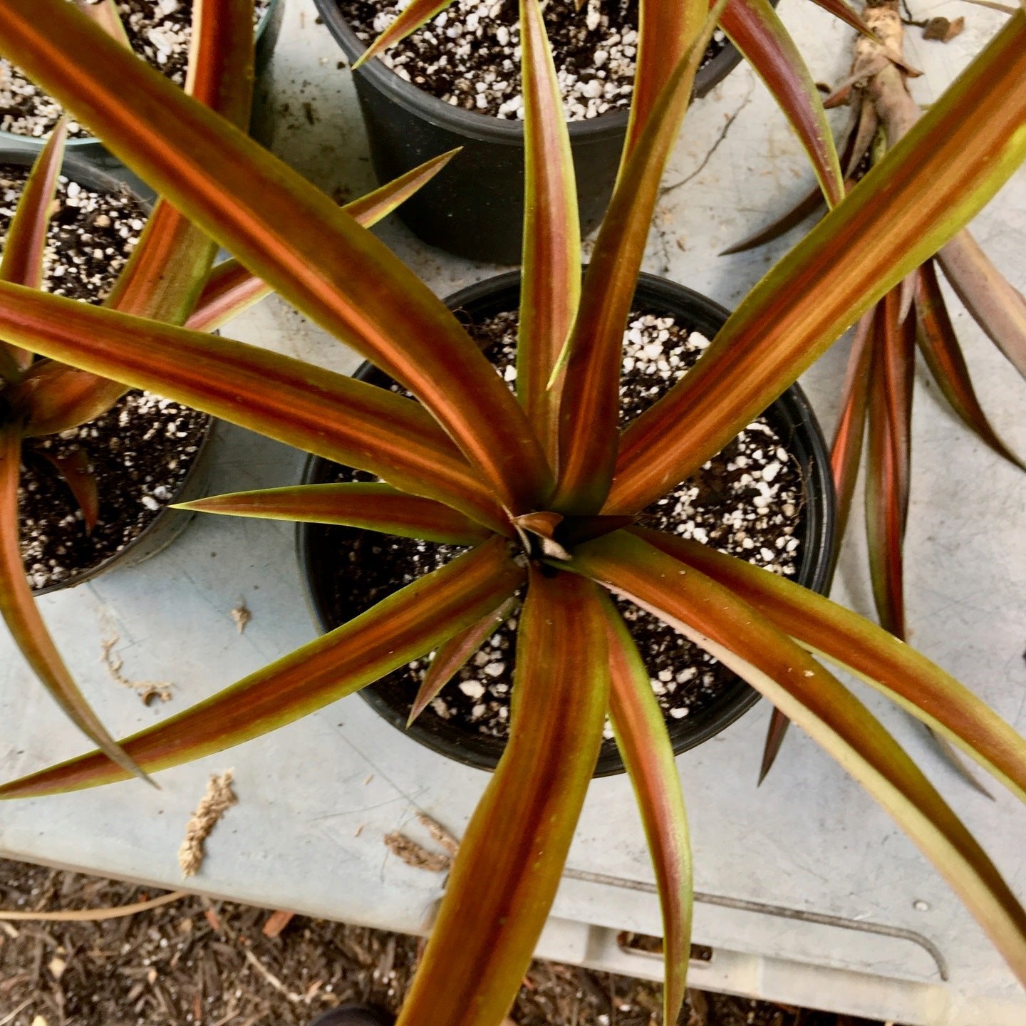 Green Paradise Red Dwarf Pine Apple Plant