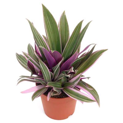 Green Paradise® Rhoeo Varigated Live Plant