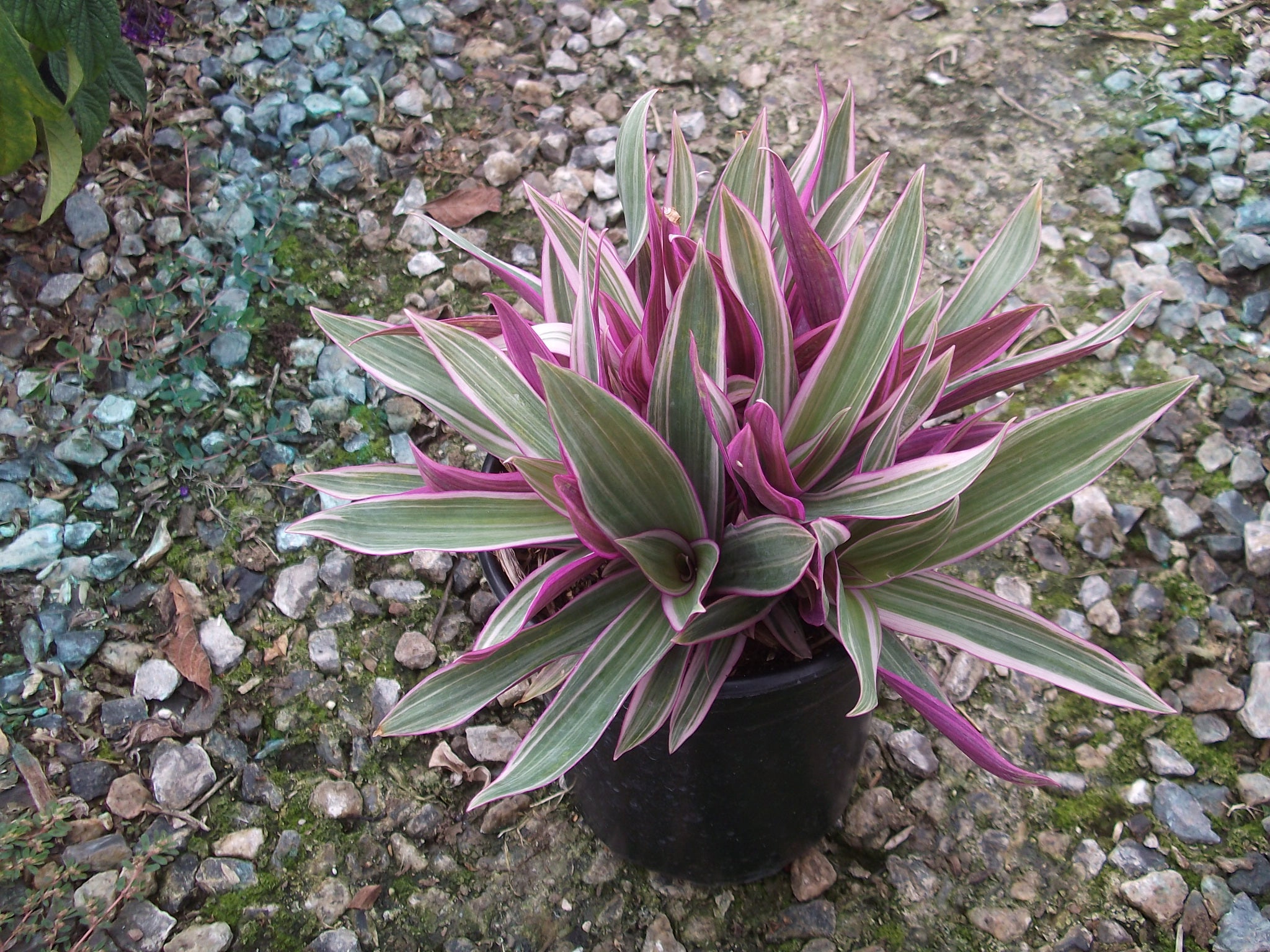 Green Paradise® Rhoeo Varigated Live Plant