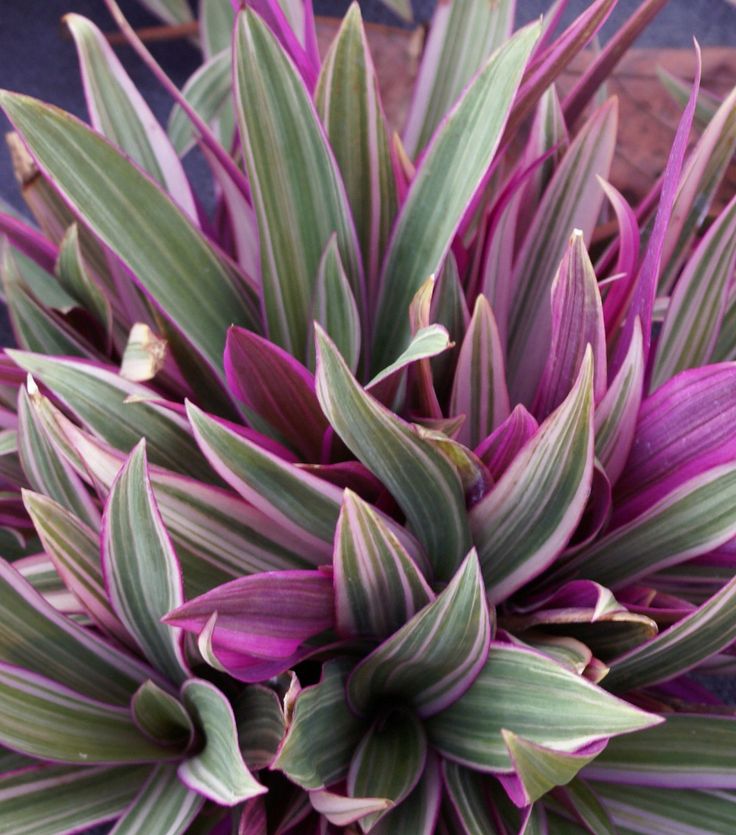 Rhoeo Plant Tricolor Beautiful Live Plant - Buy Online