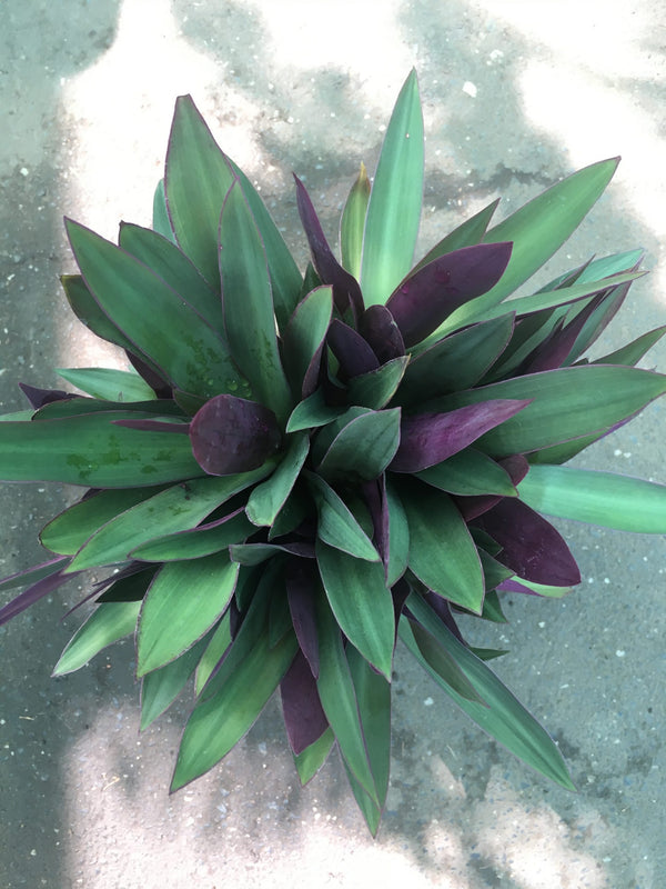 Rhoeo Plant green Live Plant - Buy Online