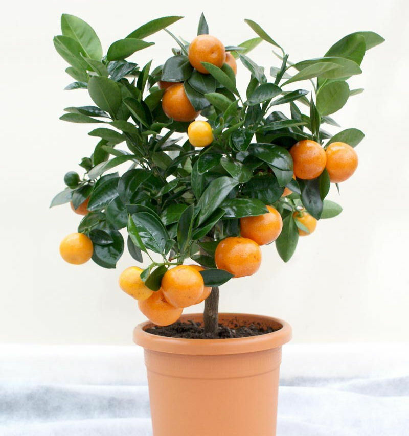 Bonsai suitable Delicious SWEET NAGPUR ORANGE Plant All Season1 Live Plant