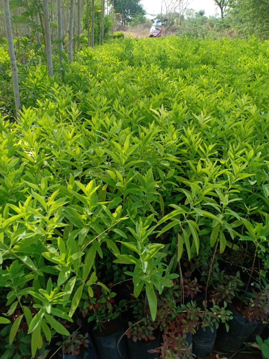 Green Paradise® White Sandalwood Plant