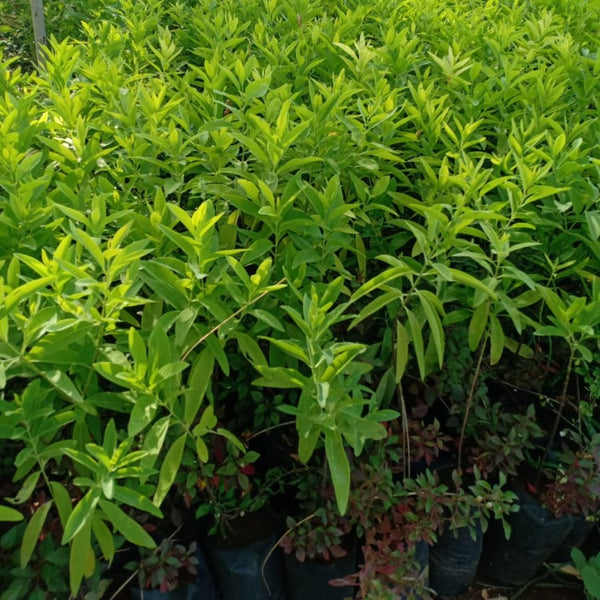 Green Paradise® White Sandalwood Plant
