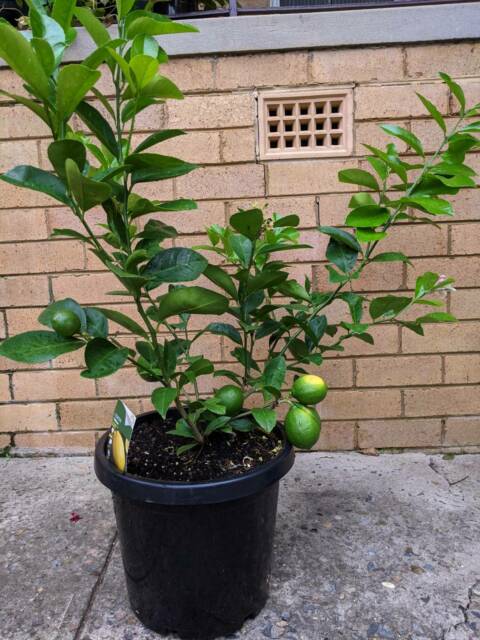 Seedless Lemon Plant Live Healthy Airlayered Seedless Lemon Plant For Kitchen Gardening Lemon Plant in poly bag