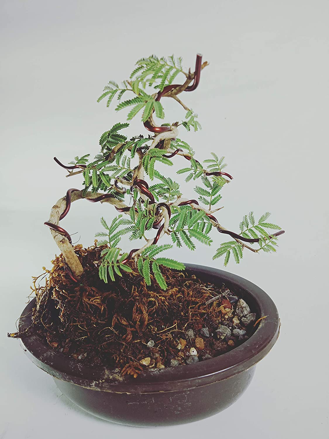 Live Bonsai shami tree Prosopis cineraria 3 years old Live and holy Bonsai shami plant with bonsai pot bring goodluck to your house
