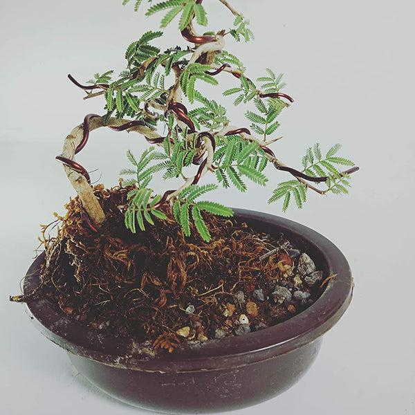 Live Bonsai shami tree Prosopis cineraria 3 years old Live and holy Bonsai shami plant with bonsai pot bring goodluck to your house