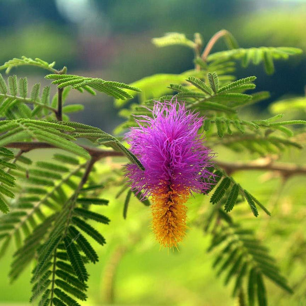 Live Bonsai shami tree Prosopis cineraria 3 years old Live and holy Bonsai shami plant with bonsai pot bring goodluck to your house