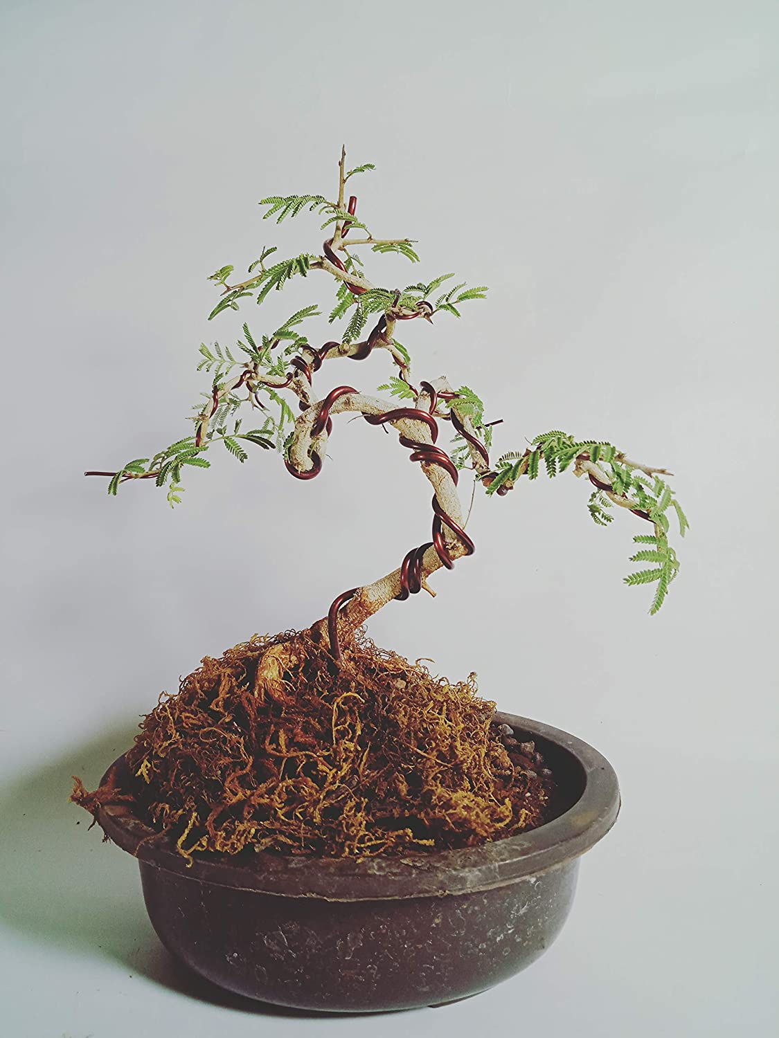 Live Bonsai shami tree Prosopis cineraria 3 years old Live and holy Bonsai shami plant with bonsai pot bring goodluck to your house