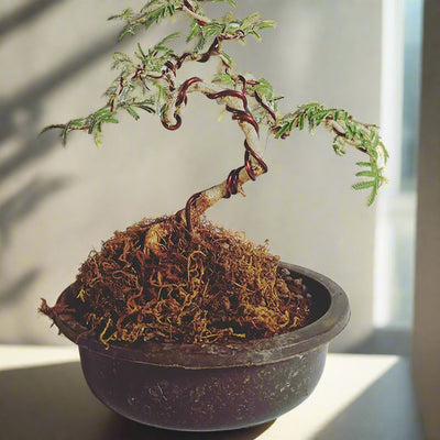 Live Bonsai shami tree Prosopis cineraria 3 years old Live and holy Bonsai shami plant with bonsai pot bring goodluck to your house