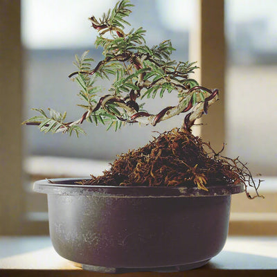 Live Bonsai shami tree Prosopis cineraria 3 years old Live and holy Bonsai shami plant with bonsai pot bring goodluck to your house