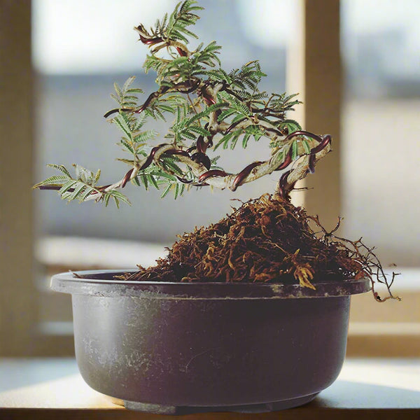 Live Bonsai shami tree Prosopis cineraria 3 years old Live and holy Bonsai shami plant with bonsai pot bring goodluck to your house