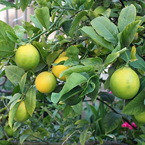 Sharbati Lemon Plant air layered plant fast fruiting lemon plant live plant