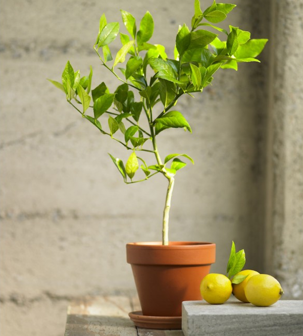 Sharbati Lemon Plant air layered plant fast fruiting lemon plant live plant