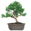 Chinese Juniper Bonsai Tree with plastic bonsai pot