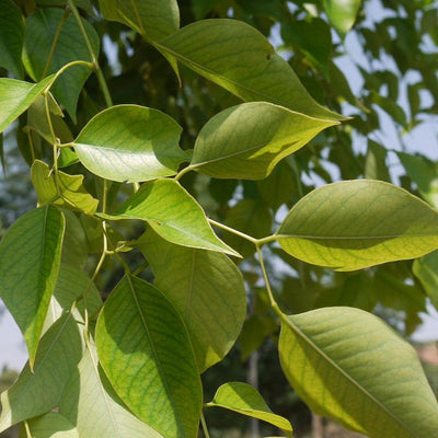 Shisham Dalbergia sissoo Plant