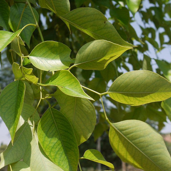 Shisham Dalbergia sissoo Plant