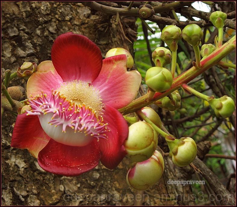 Shiva Linga Tree Holy Nagalinga Tree Cannon Ball Tree Live Plant ...