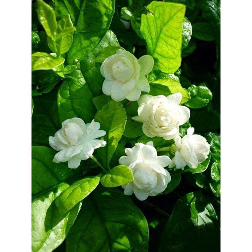 Mogra Plant Jasminum sambac Arabian Jasmine Double Petals Rose Shaped Big Flowers And Superb Fragrance