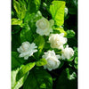Combo Pack of 3 Full Year Flowering Fragrant Plants