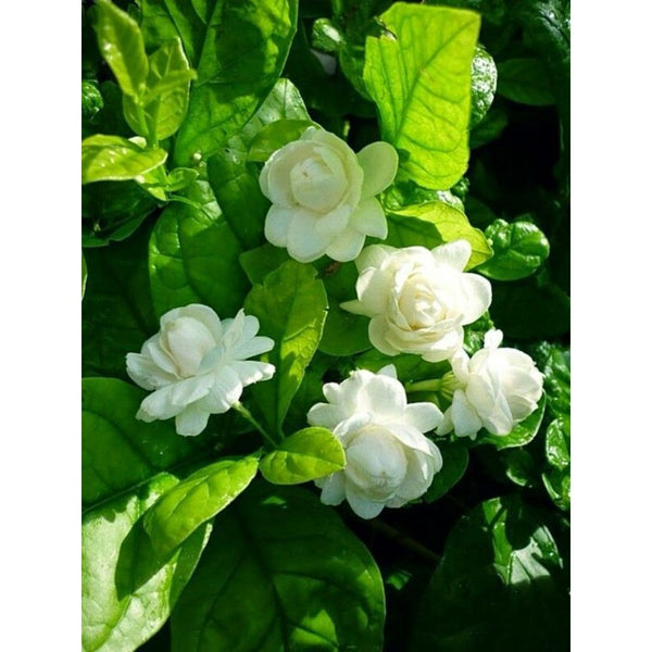 Combo Pack of 3 Full Year Flowering Fragrant Plants