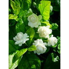 Combo pack 3 Full Year Flowering Plants red desi rose mogra and red hibiscuss plants