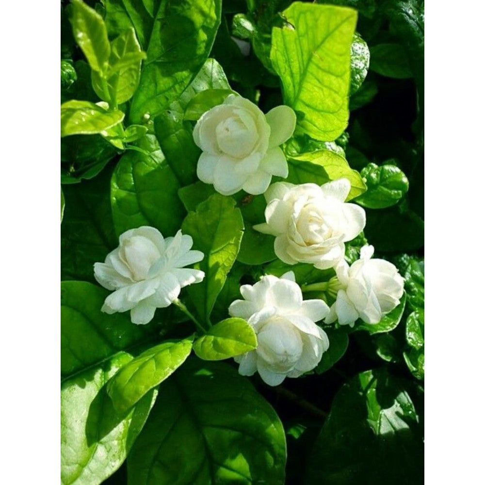 Combo pack 3 Full Year Flowering Plants red desi rose mogra and red hibiscuss plants