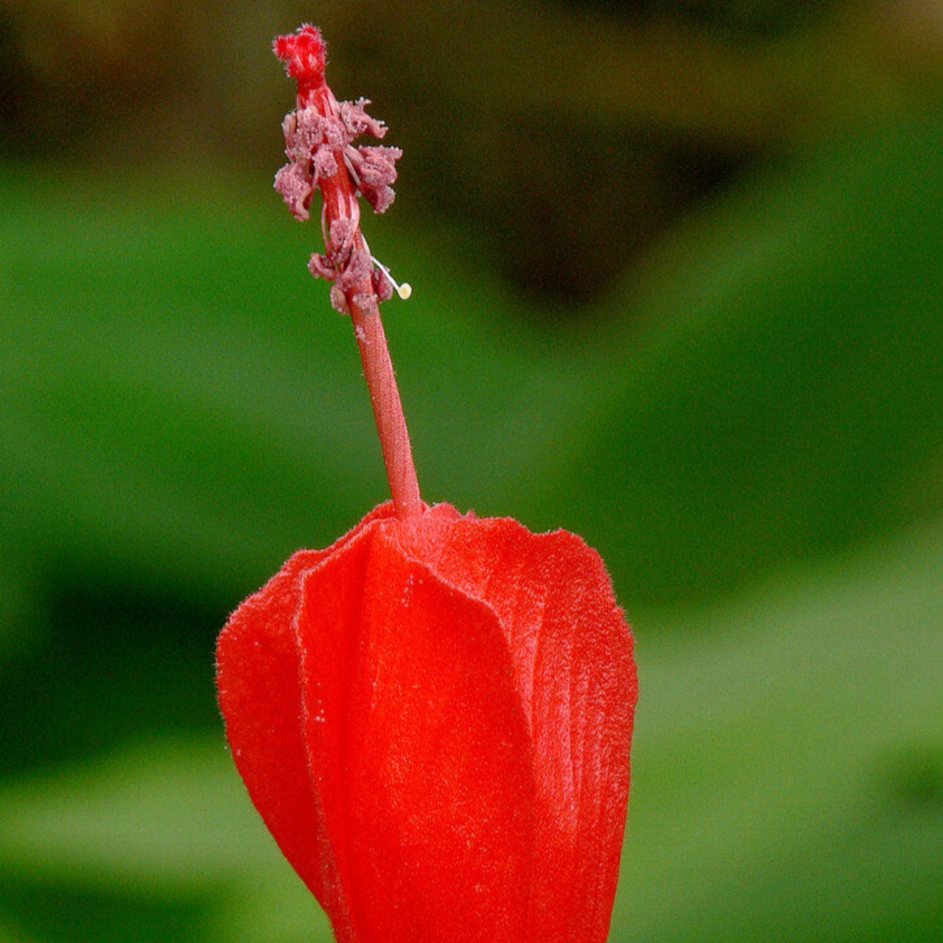 Hibiscus Chili Red Sleeping Hibiscus Plant