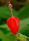 Hibiscus Chili Red sleeping hibiscus