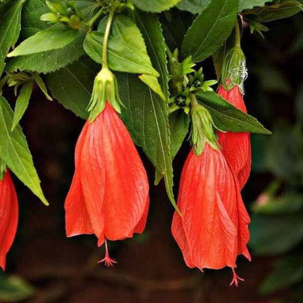 Hibiscus Chili Red Sleeping Hibiscus Plant