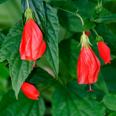 Hibiscus Chili Red Sleeping Hibiscus Plant