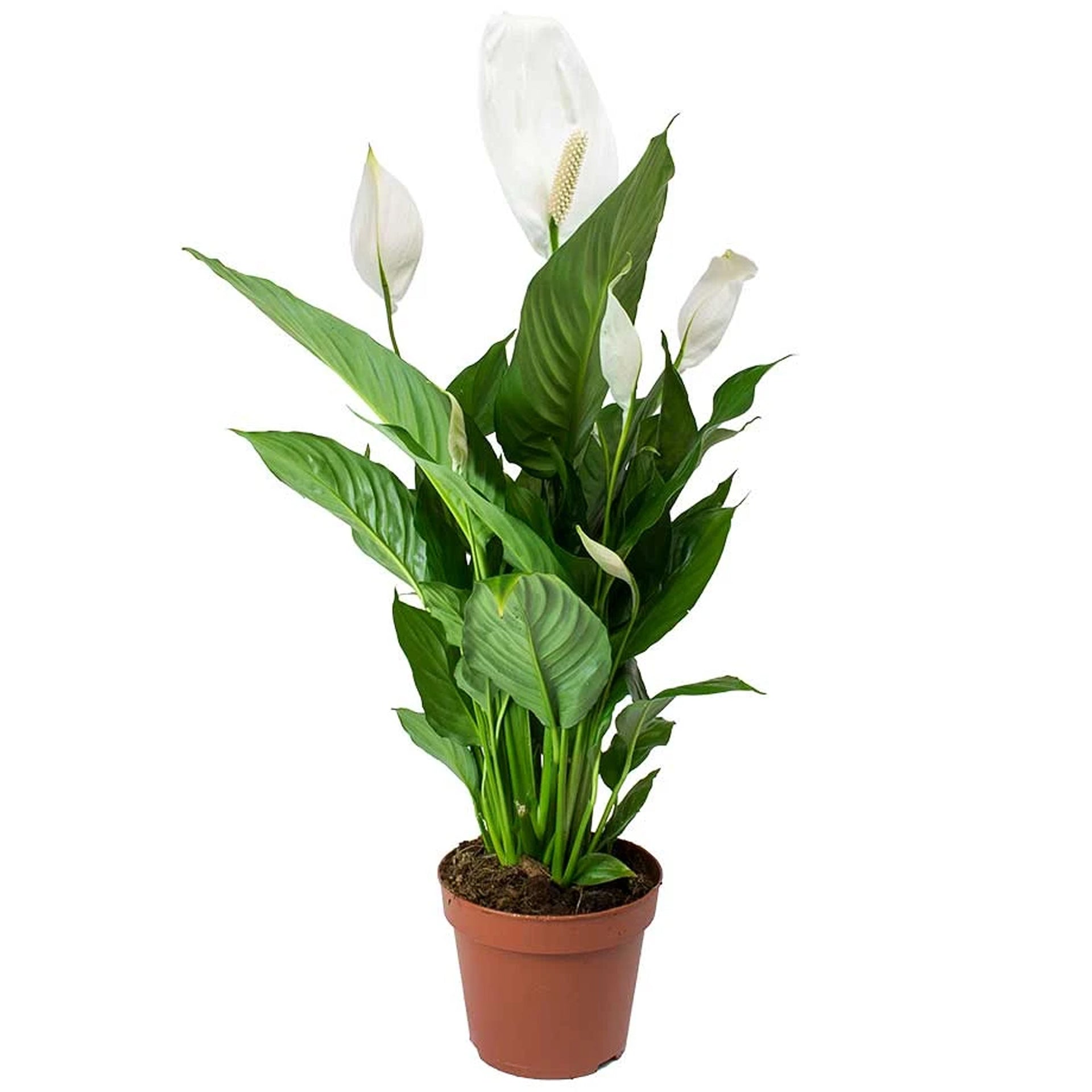Peace Lily Spathiphyllum indoor air purifier Live Plant with  pot