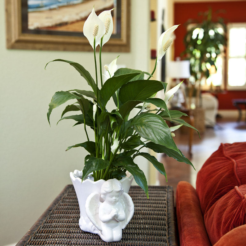 Peace Lily Spathiphyllum indoor air purifier Live Plant with  pot