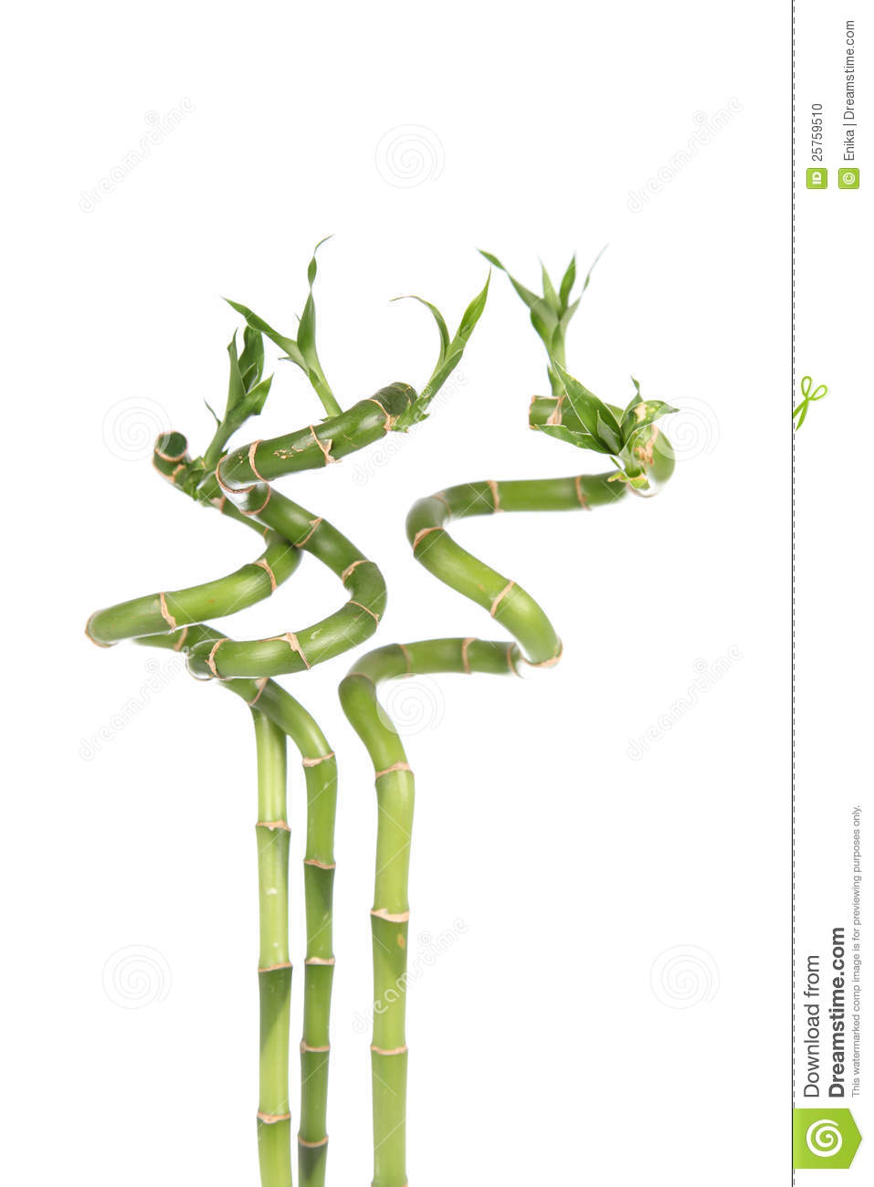 Spiral Bamboo Sticks 60 cm (Set of 3)