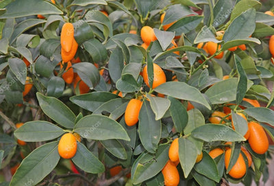 Live Sweet Cherry Lime Plant Suitable For Bonsai