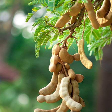 Exclusive Sweet Tamarind Live Plant Suitable For Bonsai