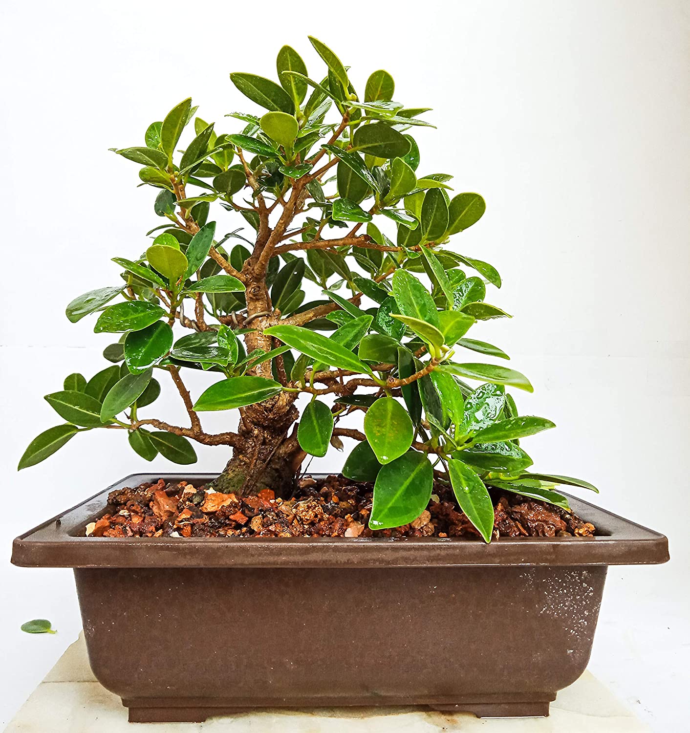 Live Plant Bonsai Tree Ficus Long Island Mini Banyan 3 Years Old with Pot
