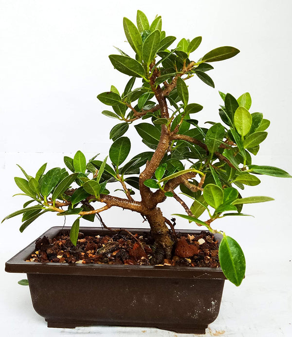 Live Plant Bonsai Tree Ficus Long Island Mini Banyan 3 Years Old with Pot