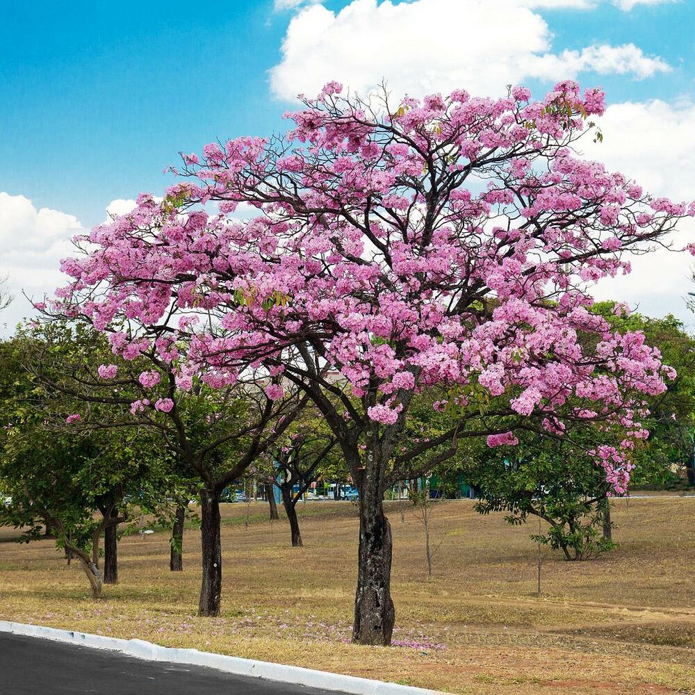 Green Paradise Tabebuia rosea  Pink Trumpet Tree