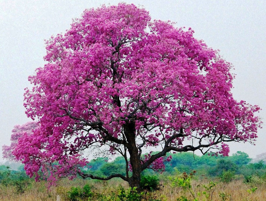 Tabebaia Rosa Tabebuia Rosea Tree