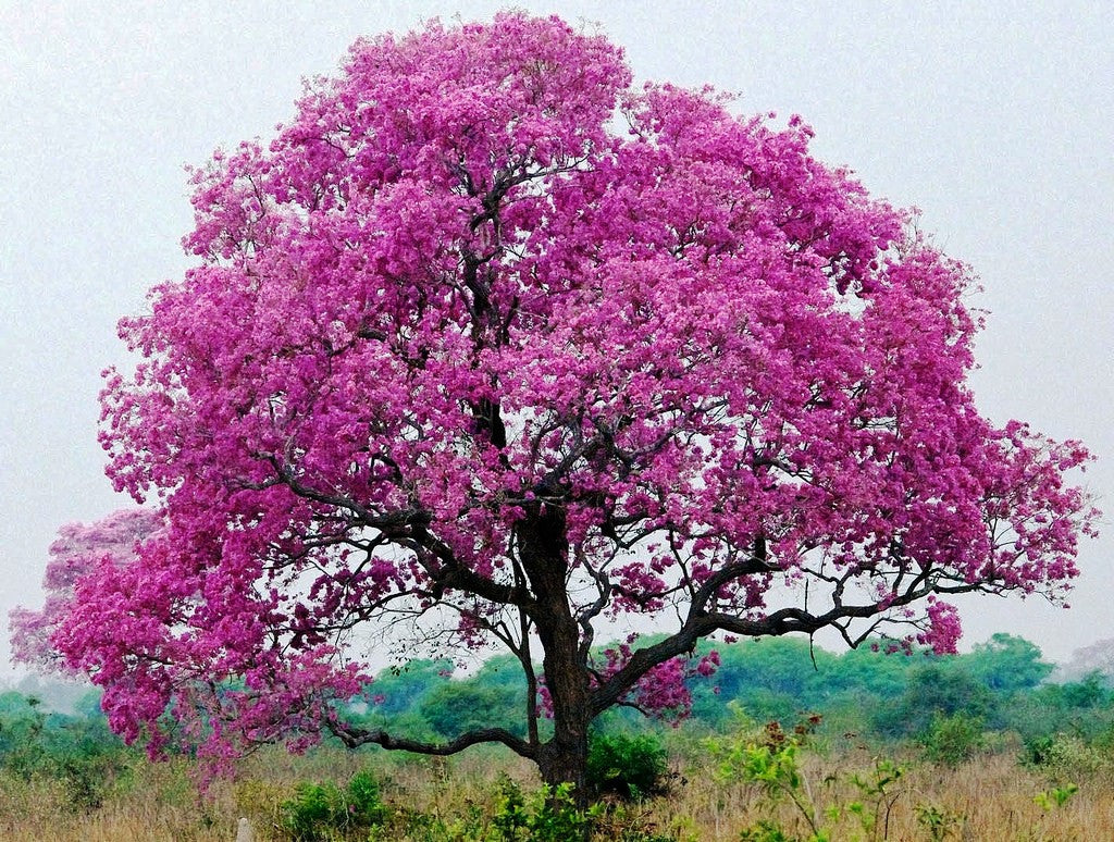 Green Paradise Tabebuia rosea  Pink Trumpet Tree