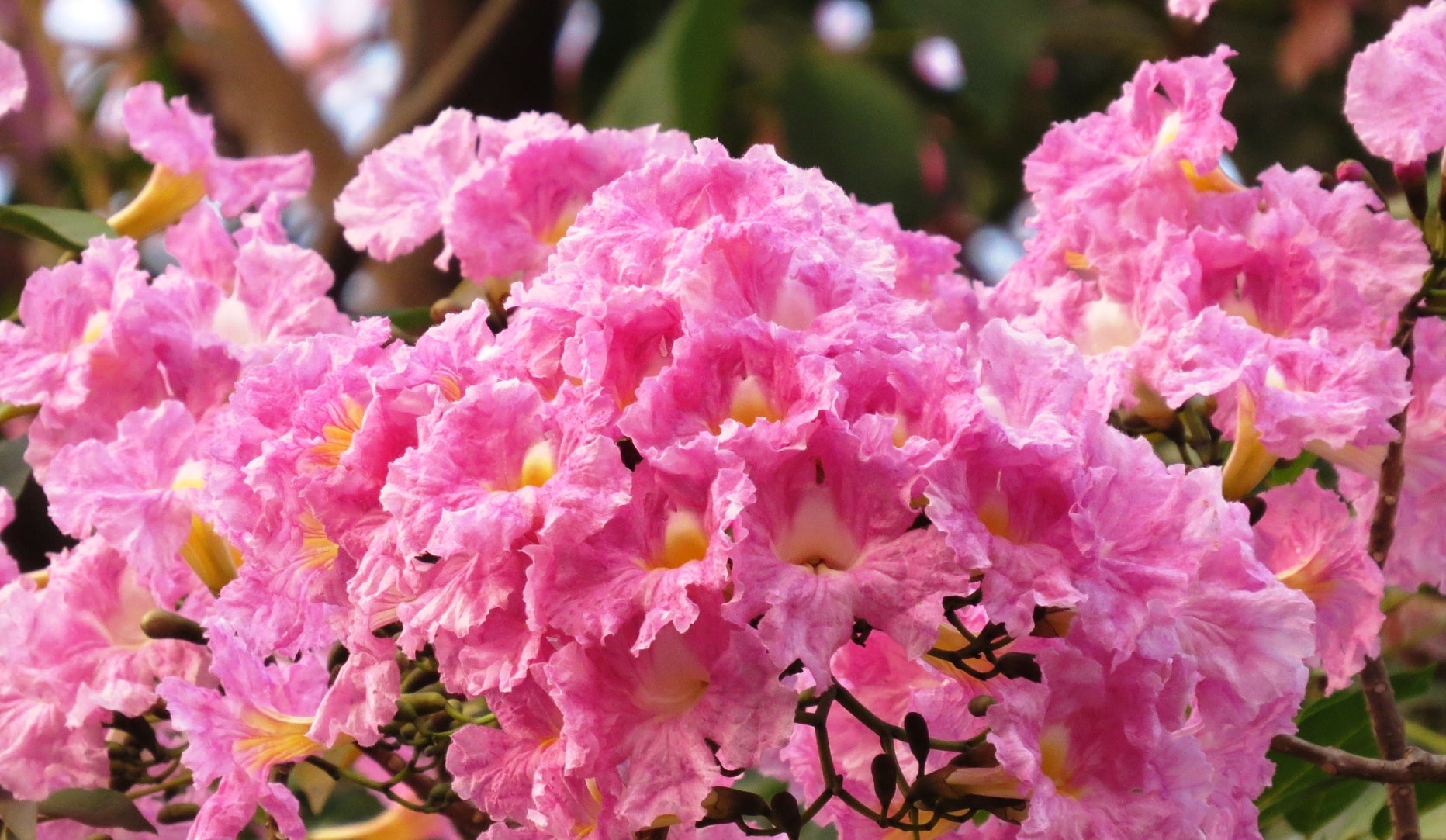 Green Paradise Tabebuia rosea  Pink Trumpet Tree