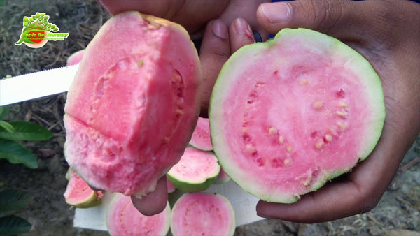 Green Paradise® Taiwan Pink Guava Plant Healthy Pink Guava plant grown By Air layering And Grafting For Early Fruiting Taiwan guava plant With Very Less Seeds And Very Tasty (1 Plant )