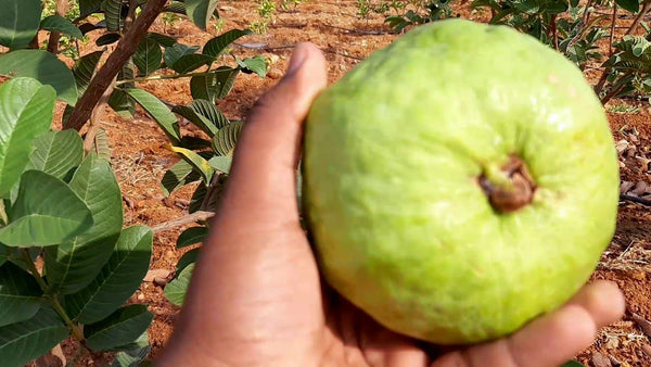 Green Paradise® Taiwan Pink Guava Plant Healthy Pink Guava plant grown By Air layering And Grafting For Early Fruiting Taiwan guava plant With Very Less Seeds And Very Tasty (1 Plant )