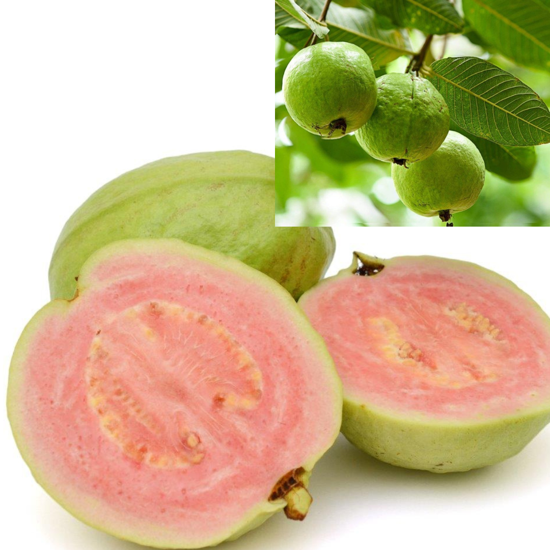 Green Paradise® Taiwan Pink Guava Plant Healthy Pink Guava plant grown By Air layering And Grafting For Early Fruiting Taiwan guava plant With Very Less Seeds And Very Tasty (1 Plant )