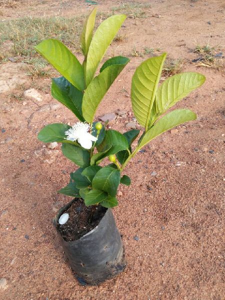 Green Paradise® Taiwan Pink Guava Plant Healthy Pink Guava plant grown By Air layering And Grafting For Early Fruiting Taiwan guava plant With Very Less Seeds And Very Tasty (1 Plant )